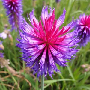May include: A close-up of a vibrant purple and pink flower with long, thin petals. The flower is in focus, while the background is blurred.