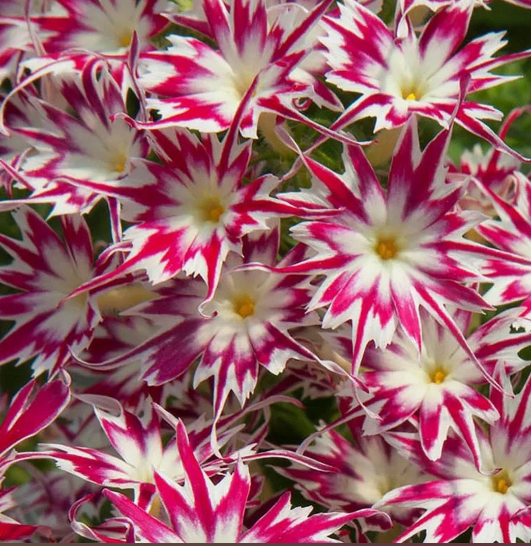 20 Nodding Catchfly Flower Butterfly Seeds for Spring Summer Peppermint Colorful Fast