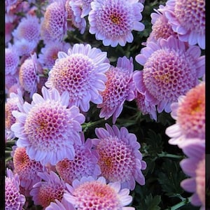 20 strawberry delight chrysanthemum flower seeds for spring summer pink White colorful fast growing