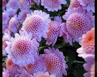 20 strawberry delight chrysanthemum flower seeds for spring summer pink White colorful fast growing