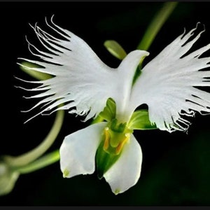 20+ seeds white egret orchid seeds Heron White dove colors included are white pink purple plant flower rare