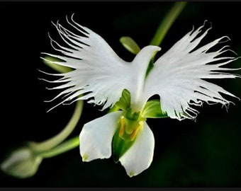 20+ seeds white egret orchid seeds Heron White dove colors included are white pink purple plant flower rare