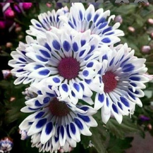 20 Blue Window Daisy flower seeds for spring summer Blue Yellow White colorful fast growing