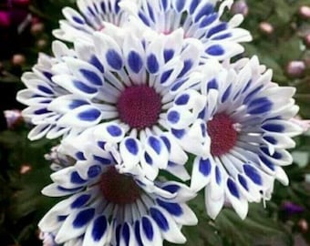 Blue Window Daisy Seeds: Colorful Spring Summer Flowers