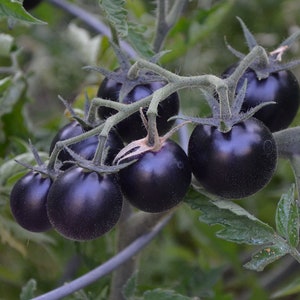 May include: A cluster of deep purple heirloom tomatoes growing on a vine. The tomatoes are round and smooth, with a glossy finish.