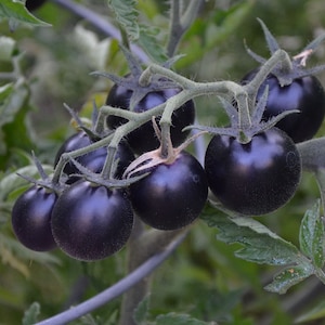 Black Cherry Tomatoes 20 seeds sweet Juicy Rare Organic Odd Vegetable fruit Heirloom image 1
