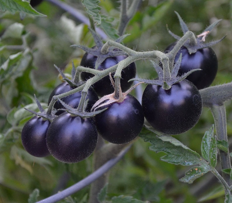 Black Cherry Tomatoes 20 seeds sweet Juicy Rare Organic Odd Vegetable fruit Heirloom image 1