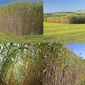May include: A close-up of a tall, dense stand of green bamboo plants. The bamboo is growing in a field with a blue sky in the background.