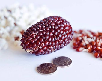 Pode incluir: Um close-up de uma espiga de milho vermelho escuro com grãos, ao lado de duas moedas. À esquerda, uma pilha de pipocas estouradas e à direita, uma pilha de grãos não estourados. O milho é de uma cor bordô profunda.