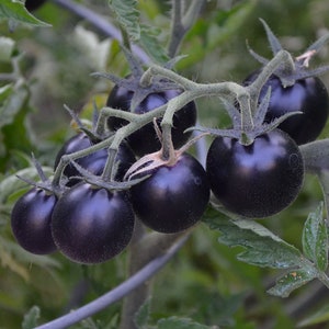 Black Cherry Tomatoes 20 seeds sweet Juicy Rare Organic Odd Vegetable fruit Heirloom image 3