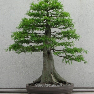 10 Bald Cypress, bonsai, seeds conifer, tree, spring indoors, outdoors, plant.