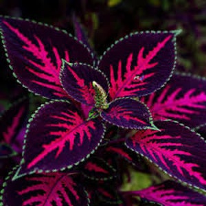 20 Coleus seeds Rare color pink Black Dragon Green flower plant lawn