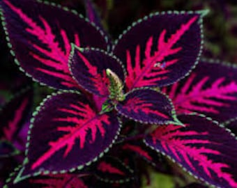 20 Coleus seeds Rare color pink Black Dragon Green flower plant lawn