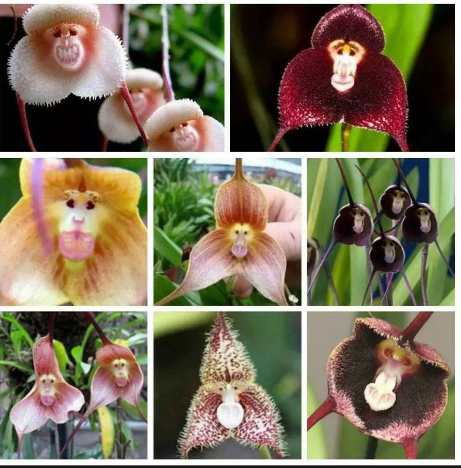 Free Shipping Monkey Face Flower Orchid Mixture Organic White Etsy