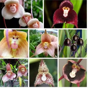 May include: A collage of various monkey-faced orchid flowers. The flowers display a range of colors, including white, burgundy, yellow, and brown. Each flower has a unique shape and pattern, resembling a monkey's face.