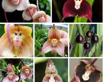 Monkey face flower orchid mixture organic white pink garden flower beautiful rare 20+ seeds
