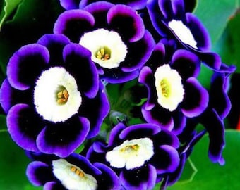 20 Purple Petunia Bullseye Flower Seeds for Spring Summer