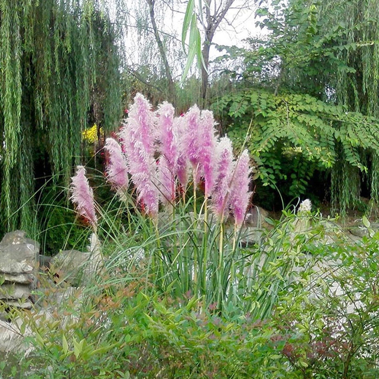 Purple Pampas Grass Seeds 200 Organic and Natural Grass Etsy