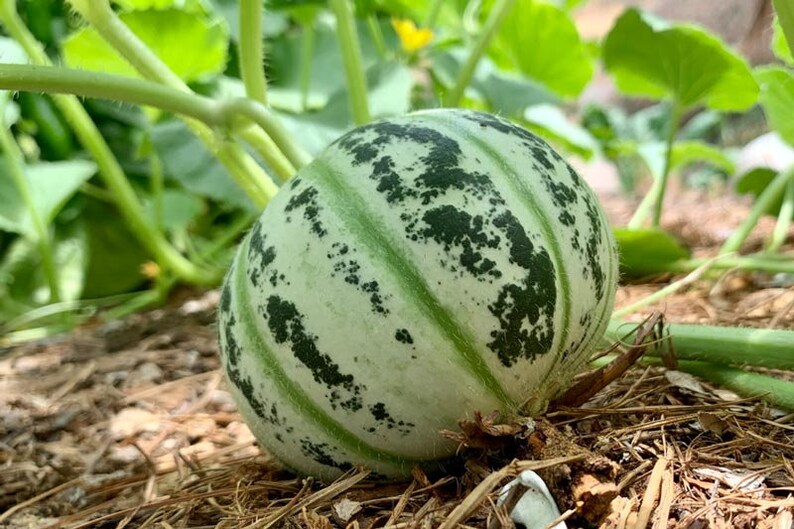 10 Kajari Melon Seeds Rare Sweet Colorful Garden Autumn Gourd Etsy