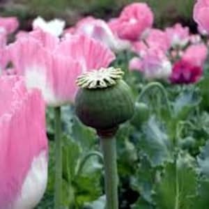 Afghan Poppy Seeds, Papaver Somniferum Flower colorful rare