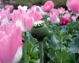 Afghan Poppy Seeds, Papaver Somniferum Flower colorful rare