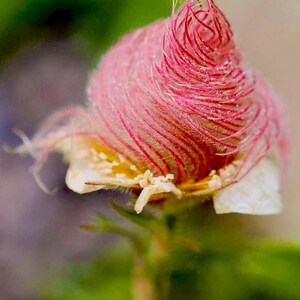 Puede incluir: Primer plano de una flor rosa y blanca con textura peluda. La flor est&aacute; en flor y tiene un aspecto delicado, casi plumoso.