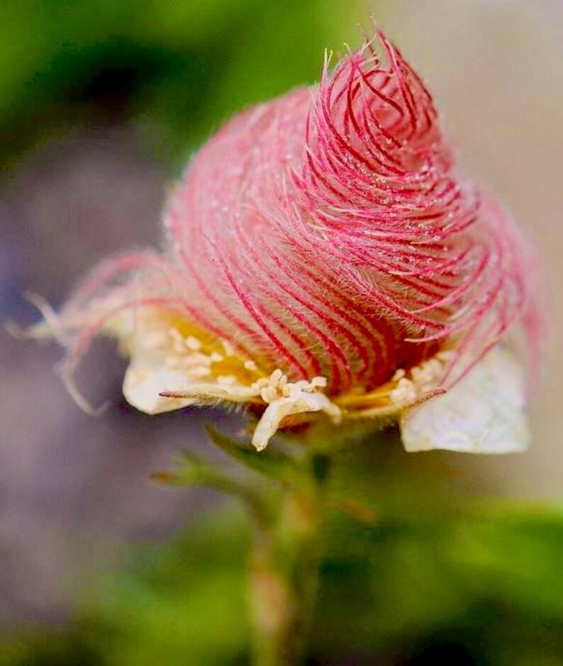 Puede incluir: Primer plano de una flor rosa y blanca con textura peluda. La flor est&aacute; en flor y tiene un aspecto delicado, casi plumoso.