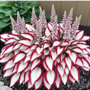 20 Hosta seeds Rare color white pink Green flower plant lawn coleus