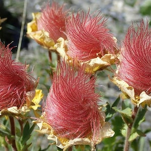 Puede incluir: Primer plano de varios capullos de flores esponjosos rojos y blancos. Los capullos de flores est&aacute;n cubiertos de pelos finos y suaves.