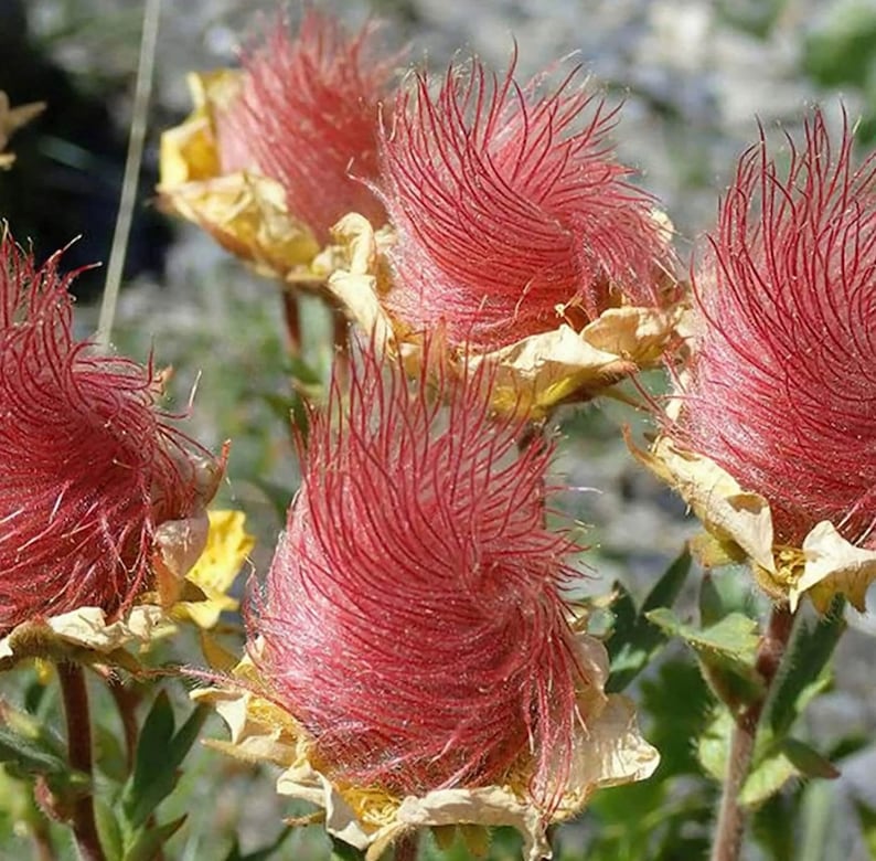 Puede incluir: Primer plano de varios capullos de flores esponjosos rojos y blancos. Los capullos de flores est&aacute;n cubiertos de pelos finos y suaves.
