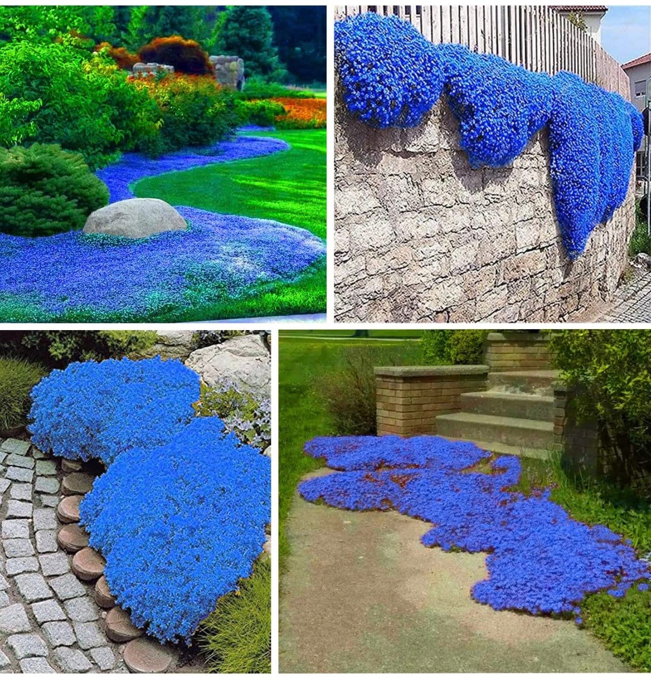 thymeページになります＊ Creeping Thyme Seeds: Heirloom Blue Flowers Ground Cover - Etsy 日本