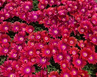 20 graines de fleurs résistantes à la sécheresse de plante de glace pour le printemps été rose jaune blanc coloré croissance rapide