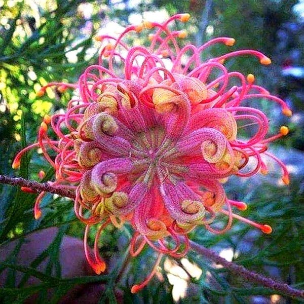 Passion Bee Flower Seeds: Purple Blooms, Attracts Pollinators