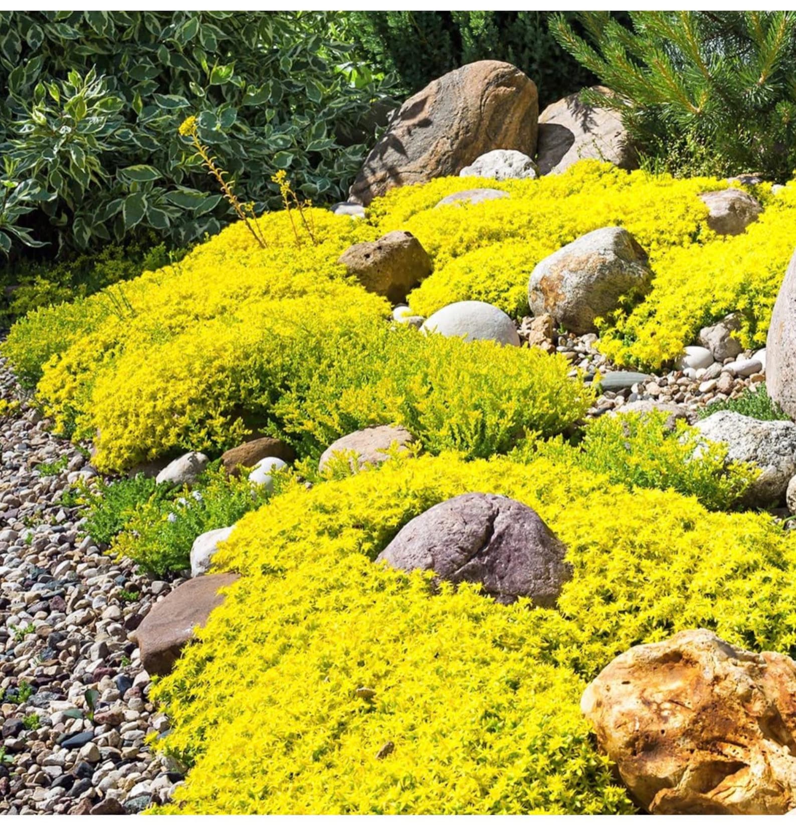 Cress Rocal Golden Rock Cress Seeds: Heirloom Ground Cover, Easy Grow - Etsy