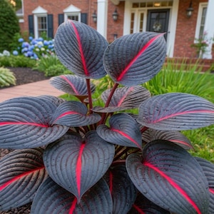 20 Coleus seeds Rare color pink Black Green flower plant lawn