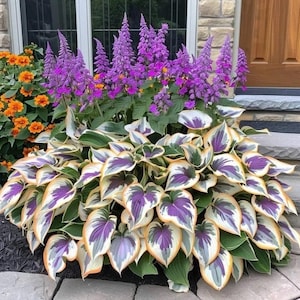 May include: A vibrant flower arrangement featuring purple, orange, and green foliage. The arrangement includes tall purple flowers, orange blooms, and large green and white leaves with purple accents. The plants are in a decorative planter near a home's entrance.
