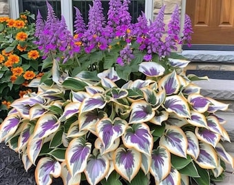 20 Hosta seeds Rare color white purple green flower plant lawn coleus
