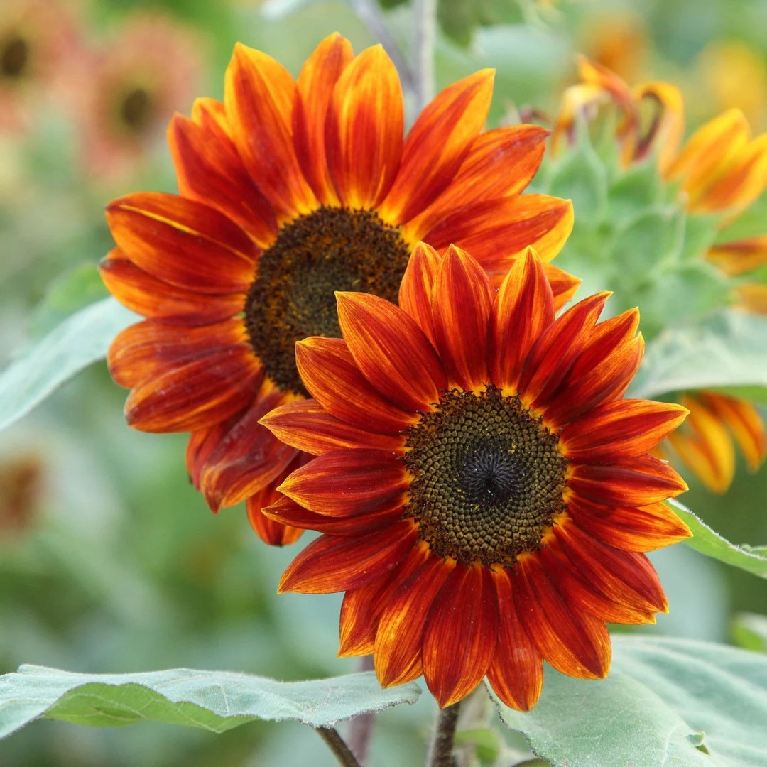 20 Orange Sunflower Seeds Plants Garden Planting Colorful Rare Bonsai ...