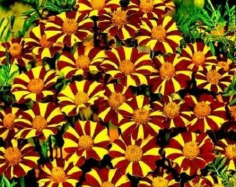 French Marigold COURT JESTER Harlequin Tall Beneficial Plant Non-GMO 20 Seeds!