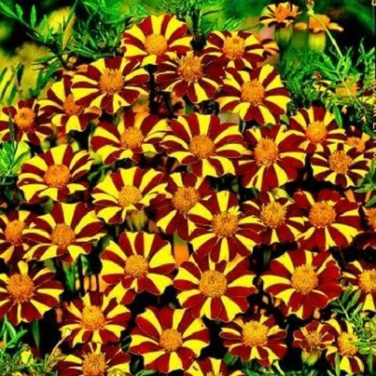 French Marigold COURT JESTER Harlequin Tall Beneficial Plant