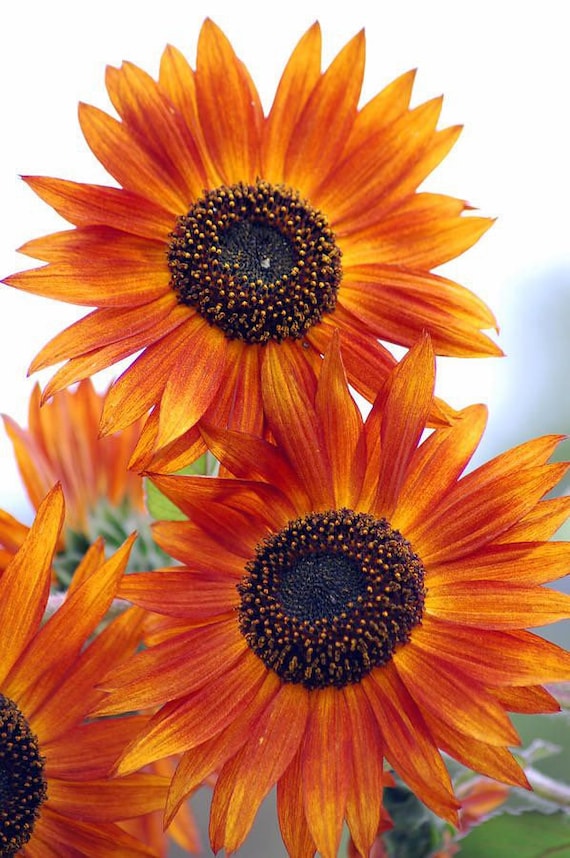 20 Orange Sunflower Seeds Plants Garden Planting Colorful Rare