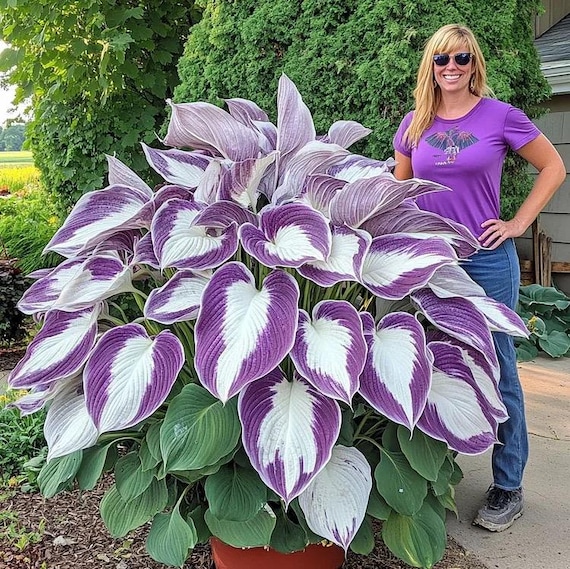20 Hosta Lilac Seeds Rare Color White Purple Green Flower Plant Lawn Coleus  - Etsy Israel