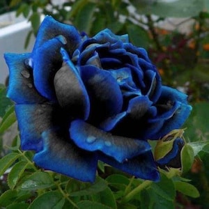 Midnight Blue Rose Black Petals 20 seeds rainbow bonsai rare colorful plant