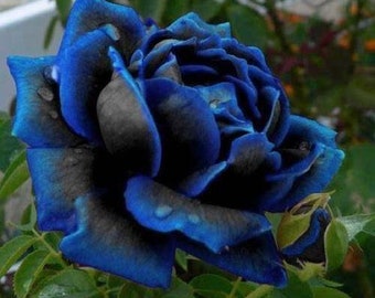 Midnight Blue Rose Black Petals 20 seeds rainbow bonsai rare colorful plant