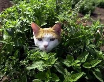 1000 gorgeous catnip beneficial plant seeds for spring summer peppermint colorful fast growing