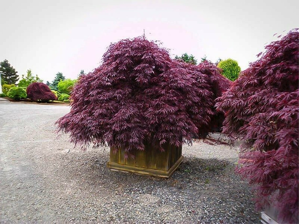 20 Purple Japanese Maple Tree Bonsai Seeds Heirloom Rare Etsy Australia
