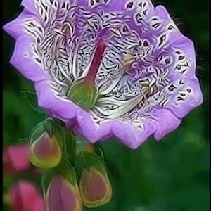 20 Mallow rose flower seeds for spring summer pink Yellow White colorful fast growing