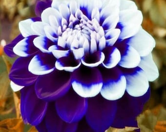 Rare Beautiful Purple Royal Dahlia Flowers Seeds 20 colorful lawn plant Bonsai