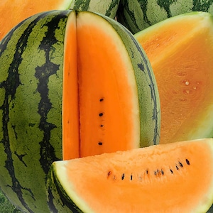 Juicy Orangeglo Orange Watermelon glow 20 seeds sweet Juicy Rare Organic Odd Vegetable fruit Heirloom