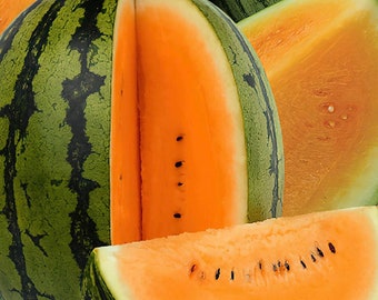 Juicy Orangeglo Orange Watermelon glow 20 seeds sweet Juicy Rare Organic Odd Vegetable fruit Heirloom